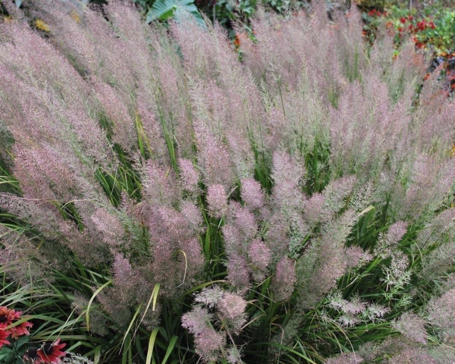 Trzcinnik krótkowłosy Calamagrostis brachytricha C3