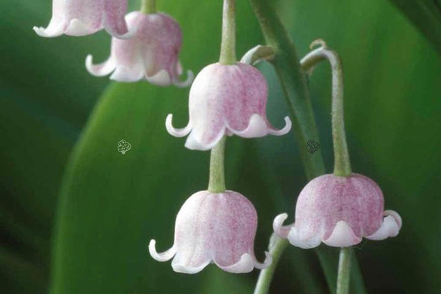 Konwalia majowa Rosea Convallaria majalis P9