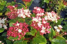 Kalina wawrzynowata Gwenllian Viburnum tinus C2