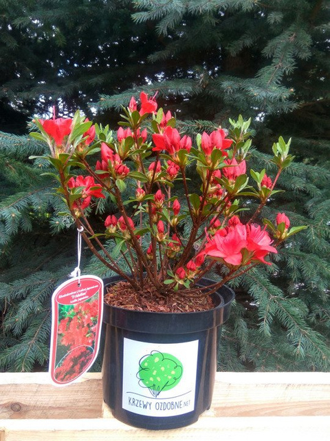 Azalia japońska Fridoline Rhododendron obtusum C2