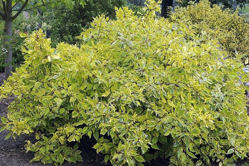 Dereń biały Gouchaltii Cornus alba  P9