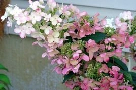 Hortensja bukietowa Pink Diamond Hydrangea paniculata P9
