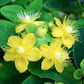 Dziurawiec bezwonny Magical Sunshine PBR Hypericum inodorum