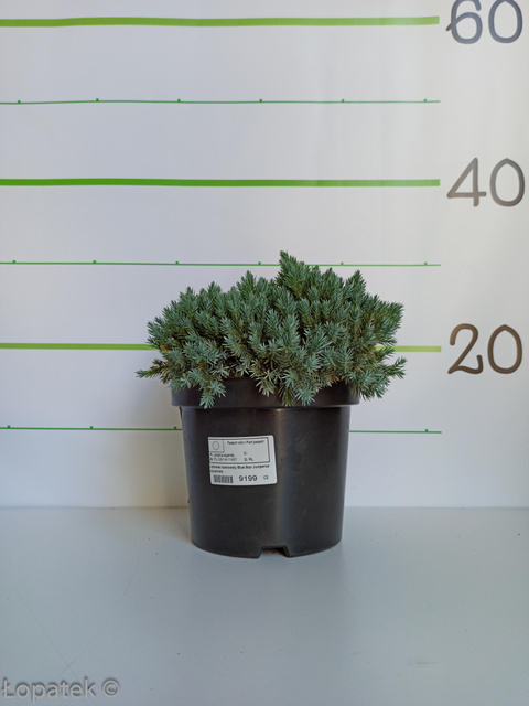 Jałowiec łuskowaty Blue Star Juniperus squamata C3