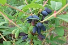 Jagoda kamczacka Sinogłaska Lonicera caerulea var. kamtschatica C2