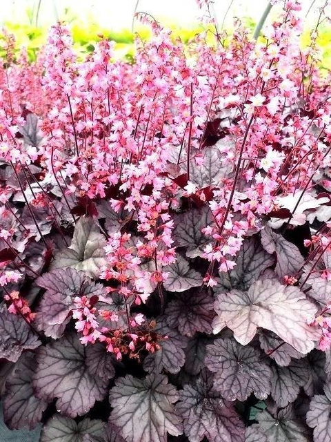 Żurawka Milan PBR Heuchera C2