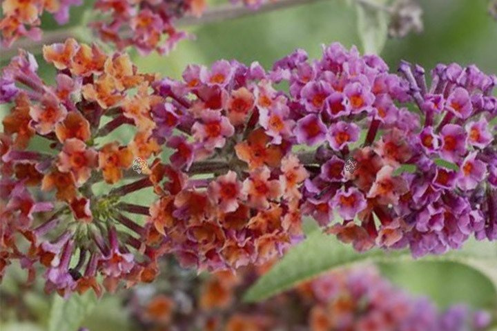 Budleja Dawida Flower Power Buddleja davidii P9