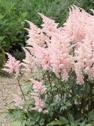 Tawułka japońska Peach Blossom Astilbe japonica P9