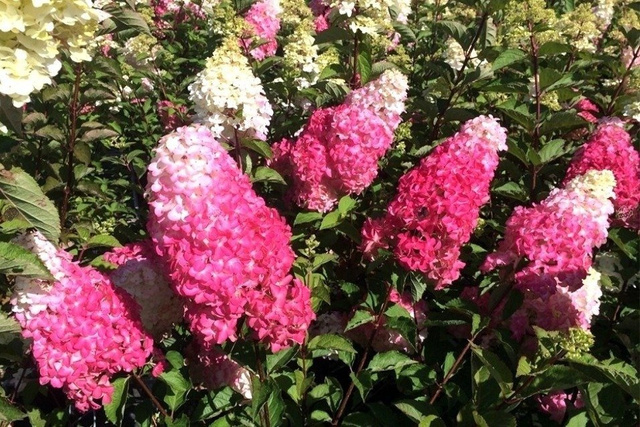 Hortensja bukietowa Diamand Rouge PBR Hydrangea paniculata C5