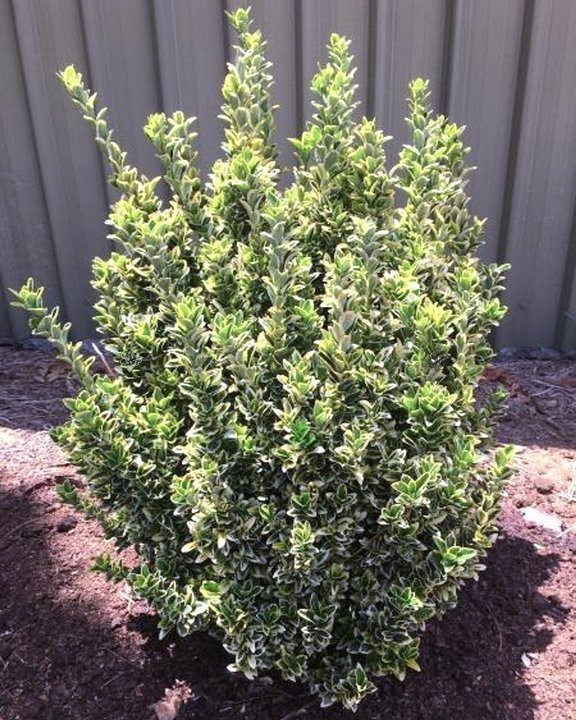 Trzmielina japońska Gold Rocket PBR Euonymus japonicus C3