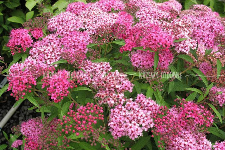 Tawuła japońska Anthony Waterer Spiraea japonica P9
