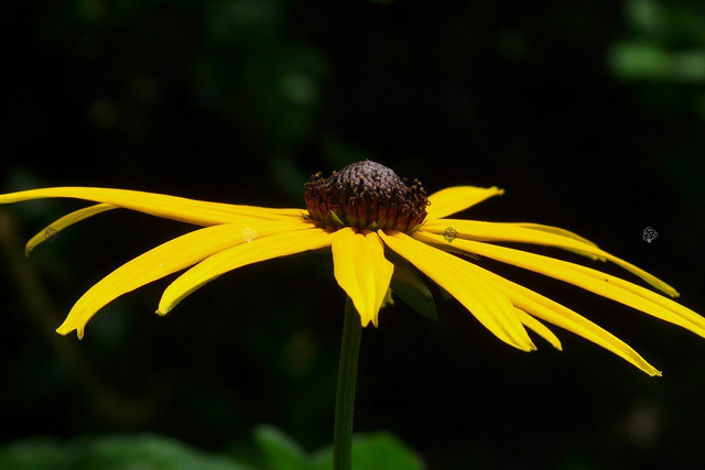 Rudbekia błyskotliwa Rudbeckia fulgida C1,5