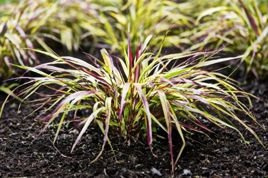 Hakonechloa smukła Naomi PBR Hakonechloa macra C3