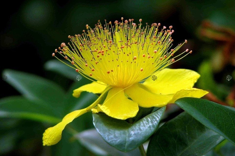 Dziurawiec kielichowaty Hypericum calycinum P9