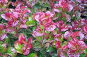 Kiścień axillaris Curly Red PBR Leucothoe axillaris C1,5