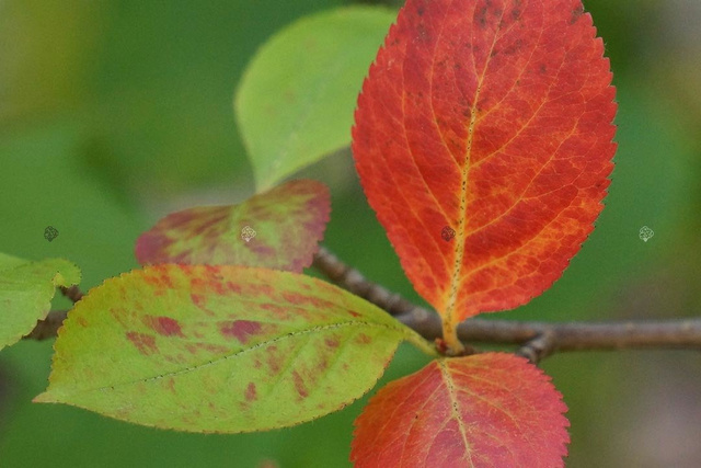 Aronia czarnoowocowa Aronia melanocarpa C2