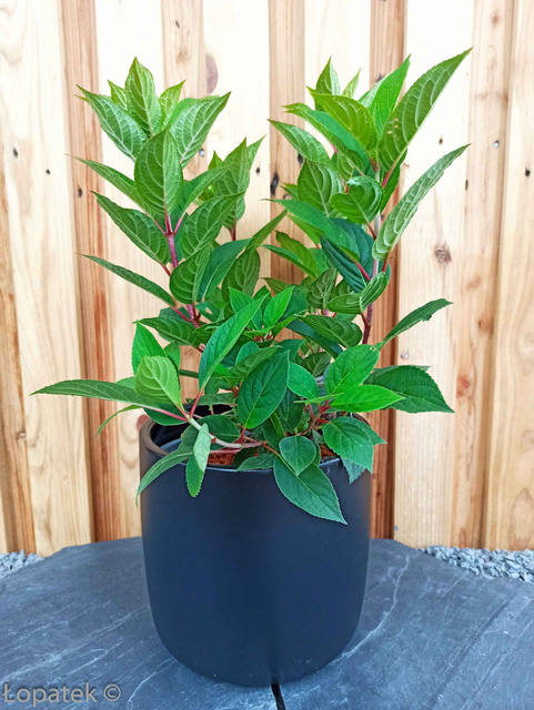 Hortensja bukietowa Vanille Fraise PBR Hydrangea paniculata C3