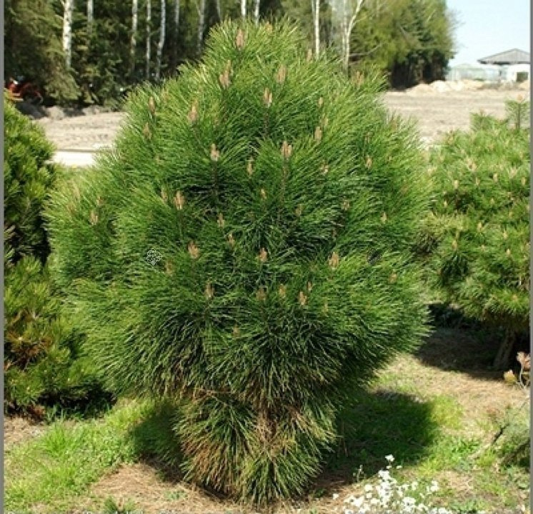 Sosna drobnokwiatowa Blue Giant Pinus parviflora C5
