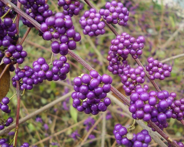 Pięknotka Bodiniera Profusion Callicarpa bodinieri