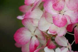 Hortensja bukietowa Diamand Rouge PBR Hydrangea paniculata C5