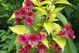 Krzewuszka cudowna Aurea Weigela florida P9