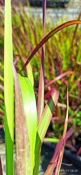 Imperata cylindryczna Red Baron Imperata cylindrica C5