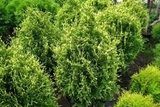 Tuja Stolwijk Żywotnik zachodni Thuja occidentalis