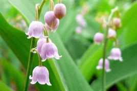 Konwalia majowa Rosea Convallaria majalis P9