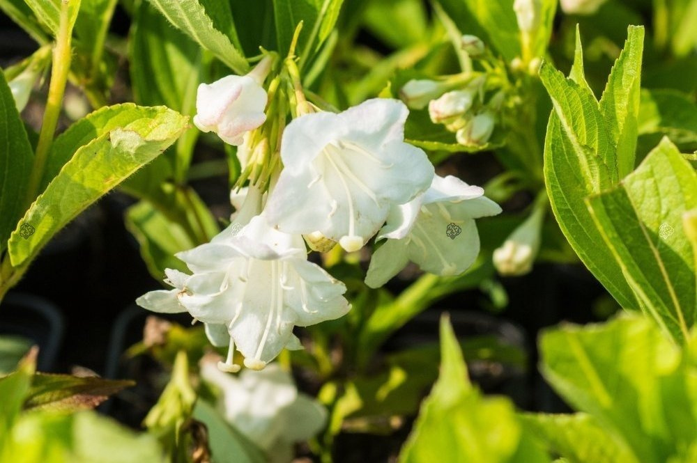Krzewuszka Bristol Snowflake Weigela P9