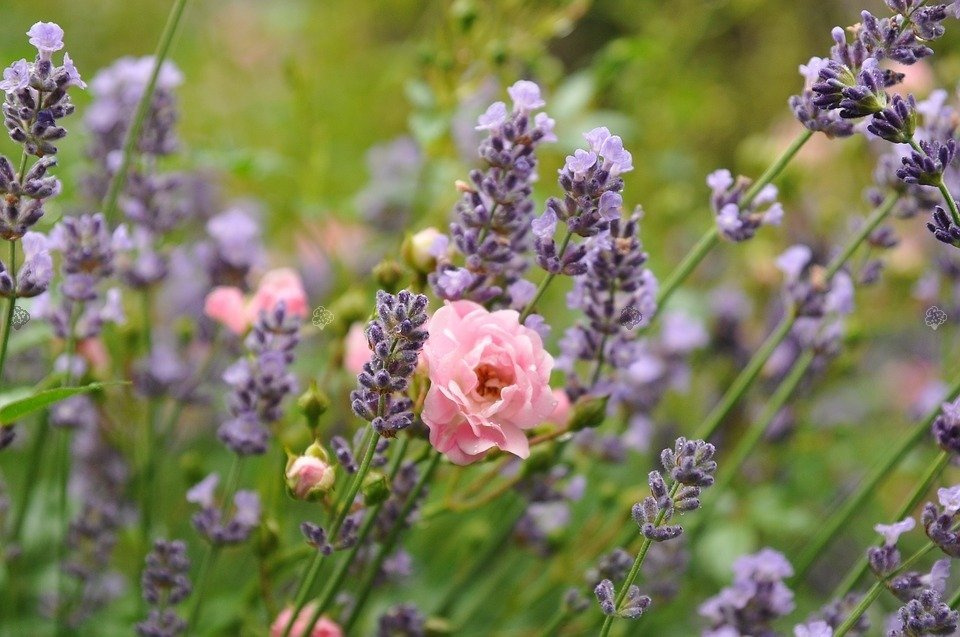 Lawenda wąskolistna Brabants Lust Lavandula angustifolia P9