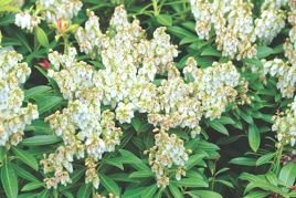 Pieris japoński Debutante Pieris japonica C1,5