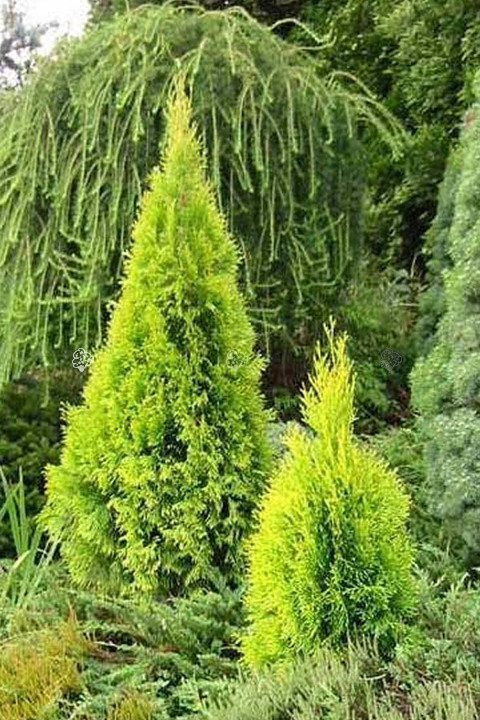 Tuja Janed Gold PBR Thuja occidentalis C2