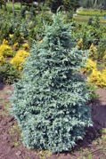 Cyprysik groszkowy Boulevard Chamaecyparis pisifera P9
