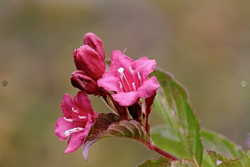 Krzewuszka cudowna Rubidol Weigela florida P9