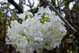 Kalina wonna Candidissimum Viburnum farreri P9
