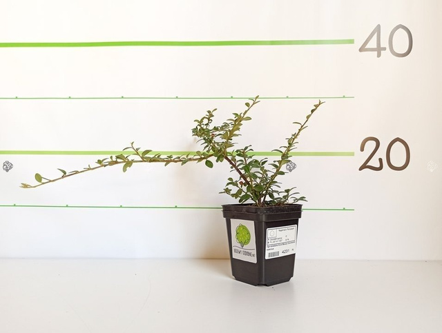 Irga szwedzka Coral Beauty Cotoneaster suecicus P9