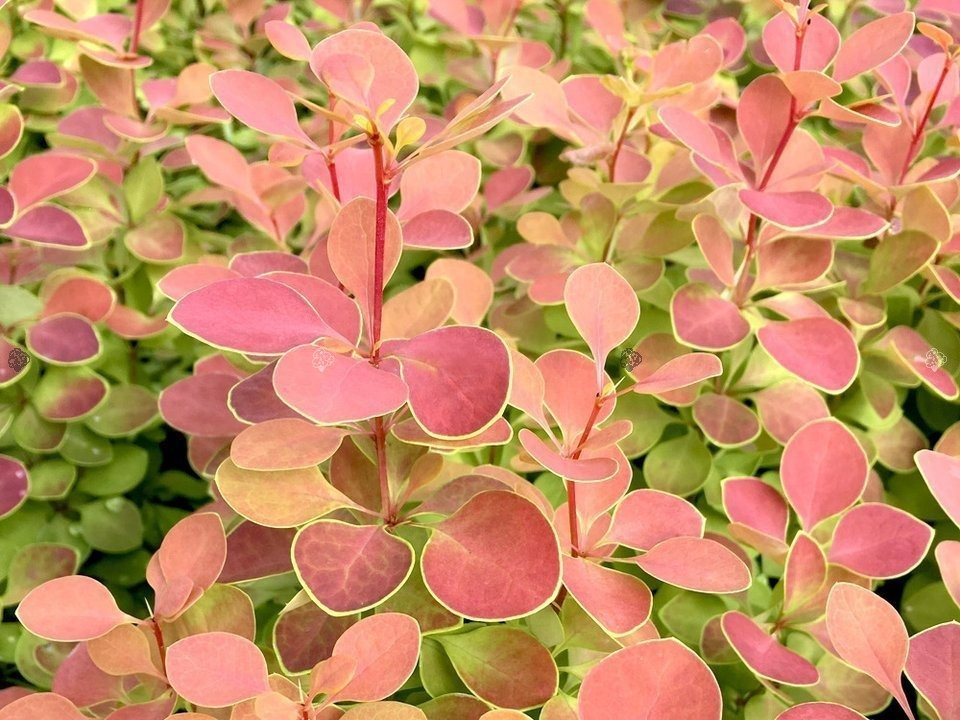 Berberys Thunberga Orange Sunrise PBR Berberis thunbergii P9