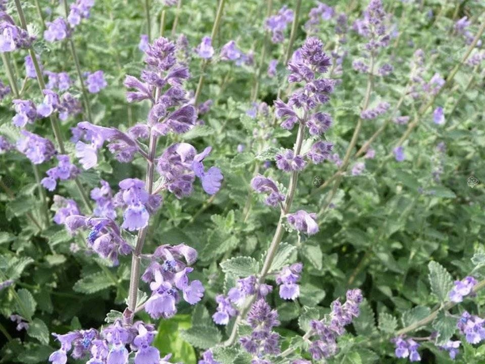 Kocimiętka Faassena Nepeta faassenii P9