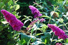 Budleja Davida Royal Red Buddleja davidii P9