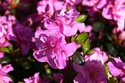 Azalia japońska Thekla Rhododendron obtusum C2