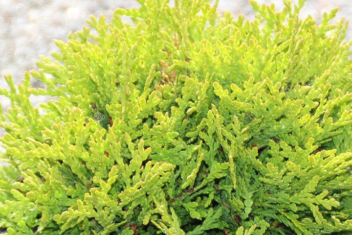Tuja Miriam PBR Thuja occidentalis Mirjam C2