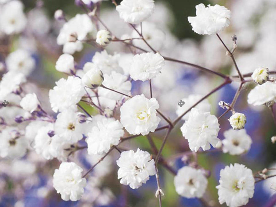 Gipsówka wiechowata Gypsophila paniculata C2