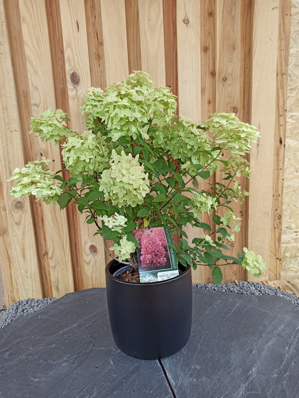 Hortensja bukietowa Magical Candle PBR Hydrangea paniculata P9
