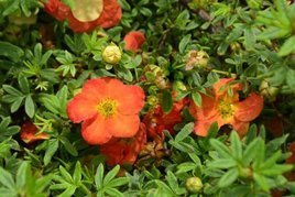 Pięciornik krzewiasty Red Jocker Potentilla fruticosa P9