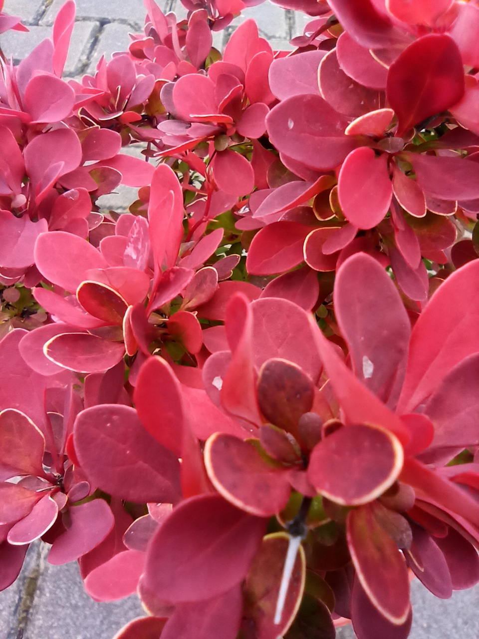 Berberys Thunberga Ruby Star PBR Berberis thunbergii C2