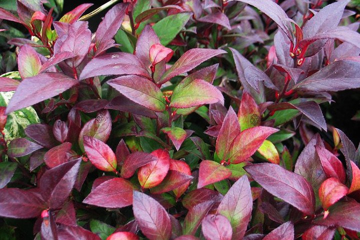Kiścień axillaris Curly Red PBR Leucothoe axillaris C1,5