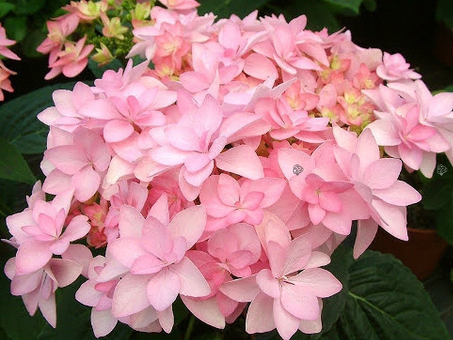 Hortensja ogrodowa You&Me Romance PBR Hydrangea macrophylla C1