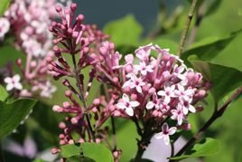 Lilak Josee Syringa C2