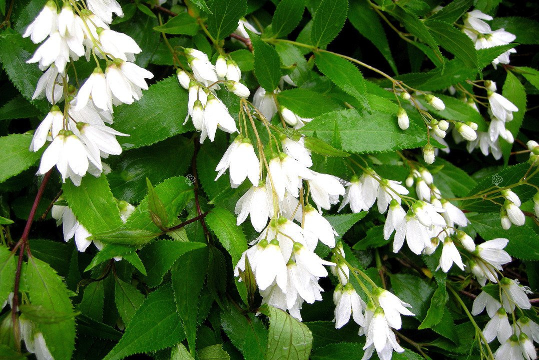 Żylistek wysmukły Nikko Deutzia gracilis C2