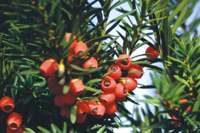 Cis pośredni Hicksii Taxus media C5